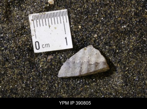 undet. Scaphitidae