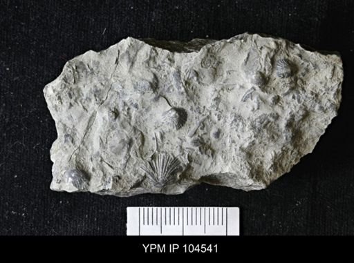 Dalmanella meeki