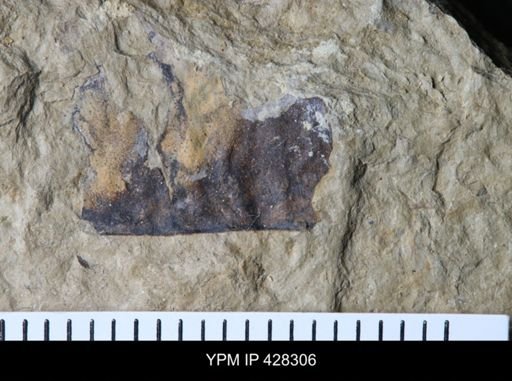 undet. Eurypterida