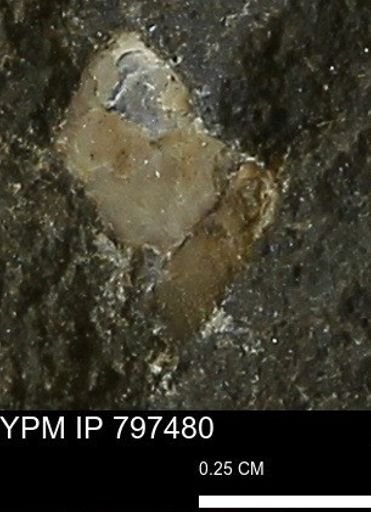 undet. Mollusca