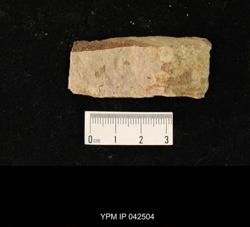 undet. Hexapoda