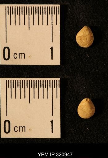 Dielasma elongatum