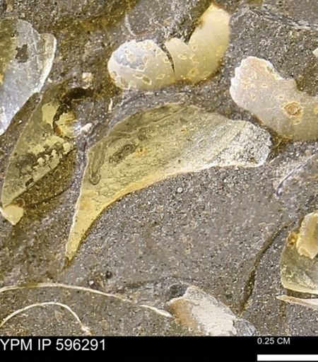 Limopsis striatopunctatus