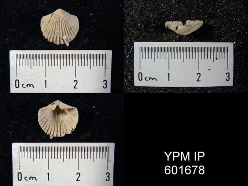 Hesperorthis sp.