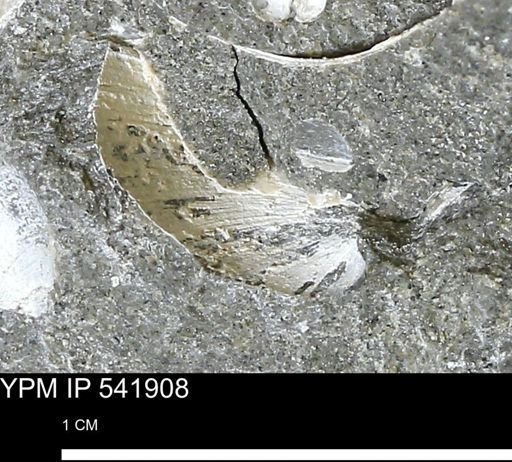 Limopsis striatopunctatus