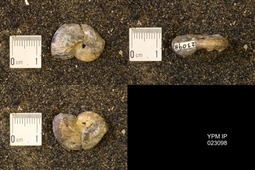 Discoscaphites rossi