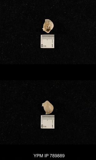 undet. Brachiopoda