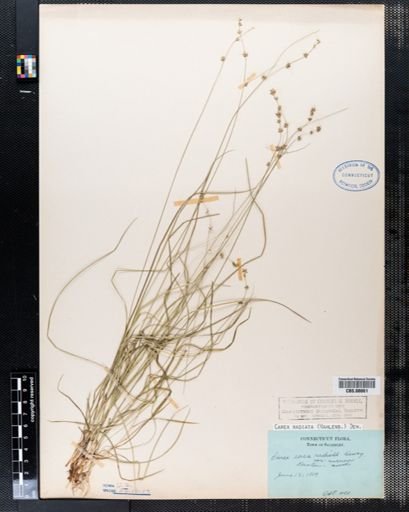 Carex radiata