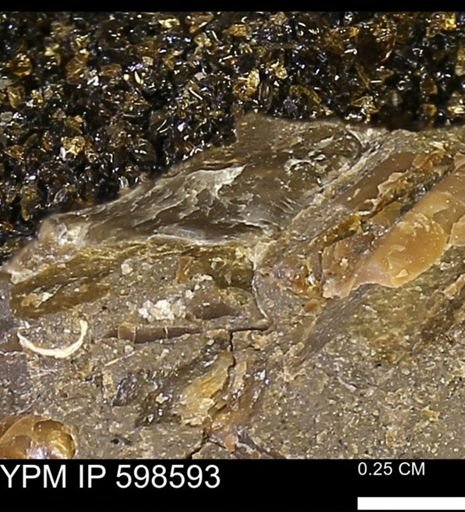 undet. Bivalvia