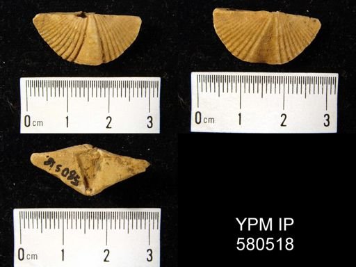 Eosyringothyris?