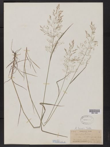 Agrostis capillaris