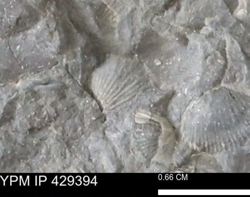Devonochonetes scitulus