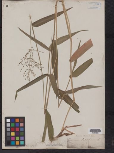 Panicum latifolium