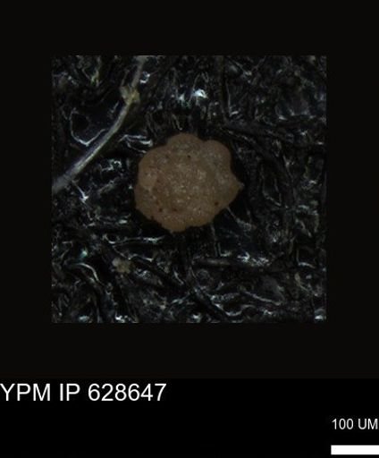 undet. Foraminiferida