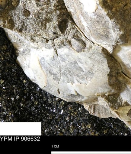 undet. Mollusca