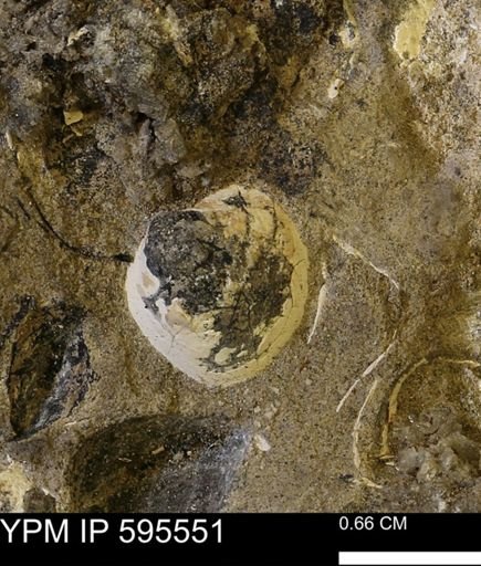 Protocardia sp.