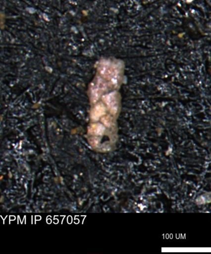 Ammobaculoides phaulus