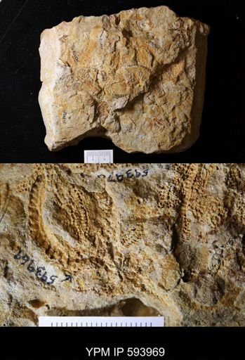undet. Stelleroidea
