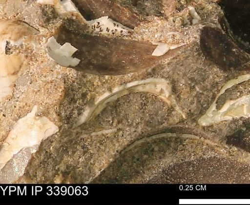 undet. Bivalvia