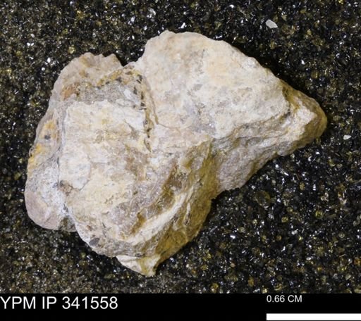 Scaphites sp.