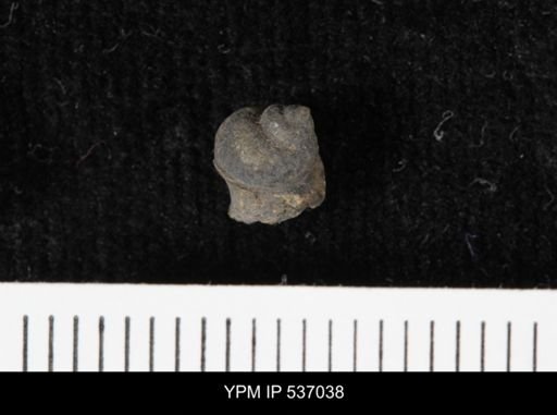 Viviparus montanaensis