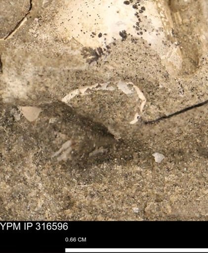 undet. Mollusca