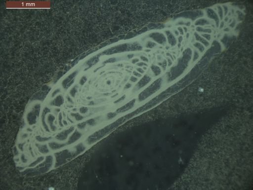 Triticites milleri