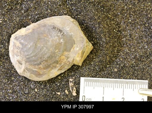 Inoceramus?