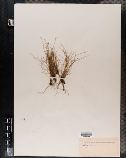 Scirpus