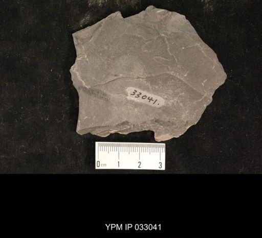 Mormolucoides articulatus