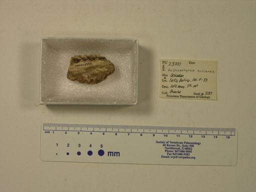 Archaeohyrax suniensis