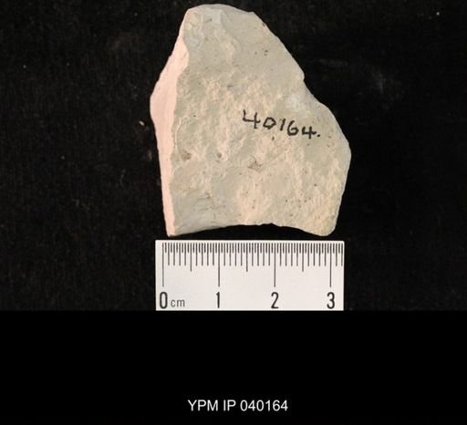 undet. Hexapoda