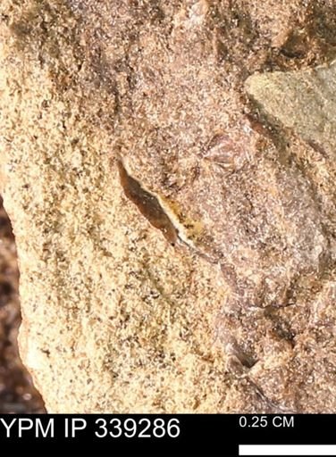 undet. Mollusca