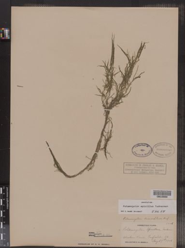 Potamogeton spirillus