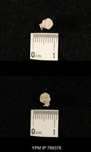 undet. Bryozoa