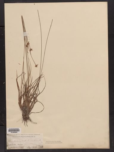 Rhynchospora