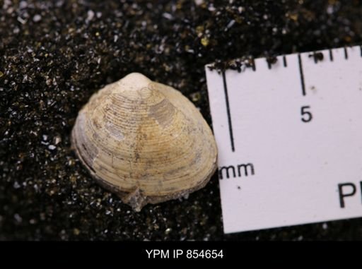 Limopsis striatopunctatus