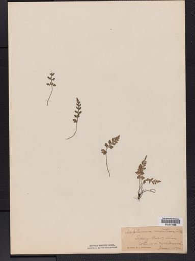 Asplenium montanum
