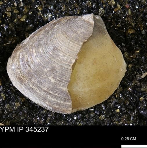 Limopsis striatopunctatus