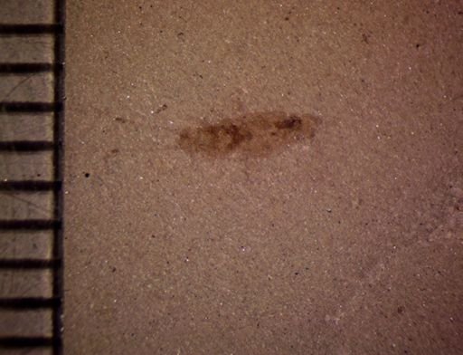 undet. Orthoptera