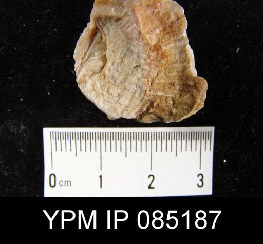 Atrypa reticularis