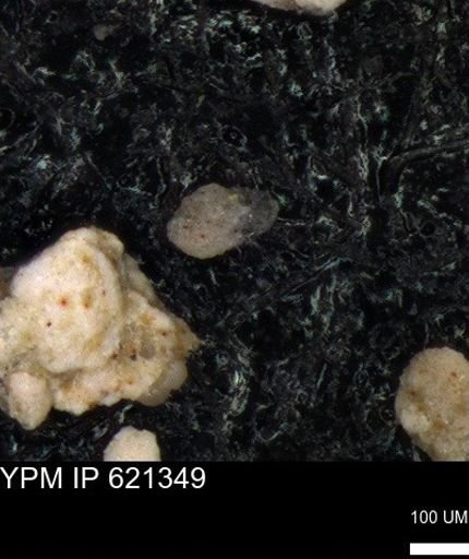 undet. Foraminiferida