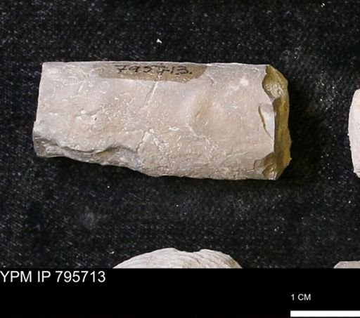 Baculites sp.