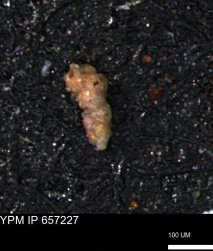 Verneuilinoides kansasensis