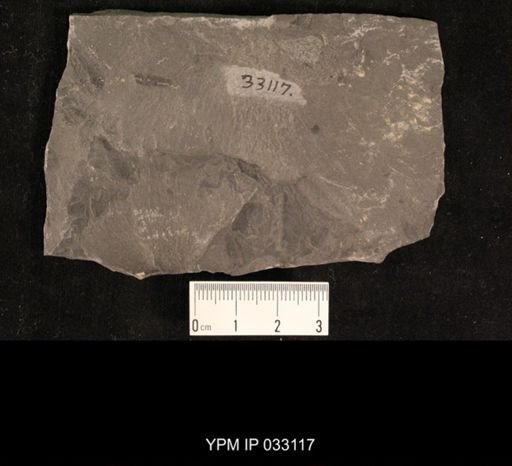Mormolucoides articulatus