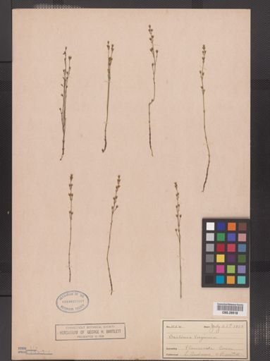 Bartonia virginica