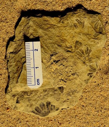 Annularia