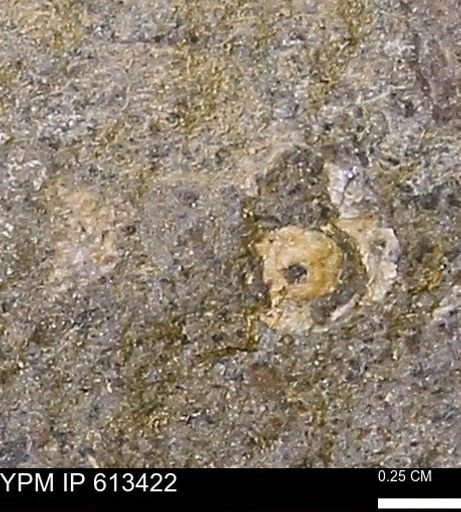 Scaphites sp.