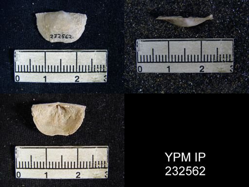 Chonetes granulifer