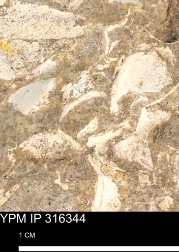 undet. Mollusca